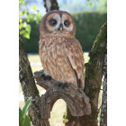 Chouette sur sa branche en résine grand modèle