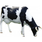 Vache tachetée tête basse en résine 210 cm