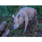 Sanglier en résine 117 cm