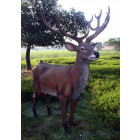 Cerf adulte en résine taille réelle