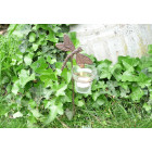 Photophores de jardin sur pique (lot de 4)