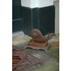 Brosse pied escargot