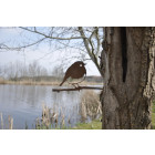 Oiseau à planter rouge gorge en acier corten hauteur 22cm