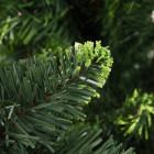Sapin de Noël artificiel avec pommes de pin Vert 180 cm
