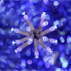 Guirlande lumineuse intérieure 50 leds bleue 2,5m