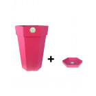 Fuschia