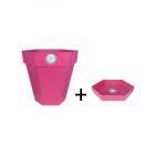 Fuschia