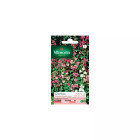 Sachet graines clarkia elegant double varié