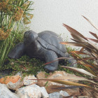 Statue jardin tortue l. 62 cm - gris anthracite  25 cm - gris anthracite