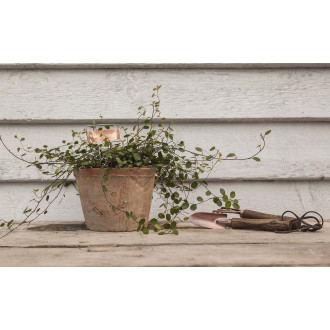 Etiquettes à plantes en cuivre (lot de 6)