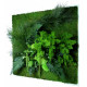 Tableau nature carré xl avec plantes stabilisées 80x80cm