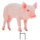 Animal de la ferme décoratif sur pic cochon