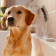 Hansgrohe dogshower douchette pour chien 3 jets avec buses massantes blanc mat 