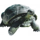 Tortue du galapagos en résine 151 cm