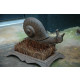 Brosse pied escargot 