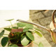 Etiquettes à plantes en cuivre (lot de 6) 