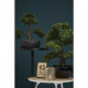 Mini bonsaï ficus artificiel vert 47 cm 420006 
