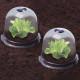 Cloches à salades plastique translucide Ose (lot de 6) 