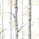 Papier peint forêt de bouleaux noir et blanc - BETULLE++ 